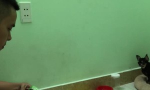 Pets Putting on Their PJs