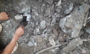 Adventurous Puppies Delicately Dug up from Drainpipe