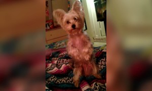 Dog Thinks She's a Human Too!