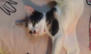 Cat Lies like It's Broken