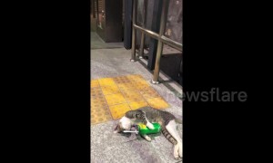 This cat looks like it had a long night of hard drinking