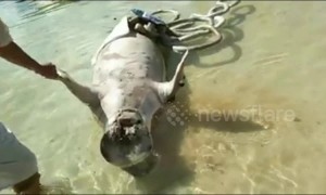 Two dugong wash up dead on Indonesian beach in mysterious circumstances