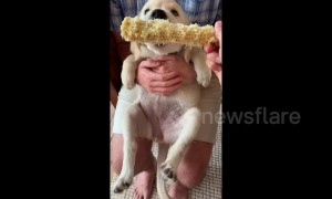 Golden retriever puppy has hilarious reaction after trying corn for the first time