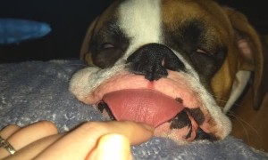 Playing with the Sleeping Pooch