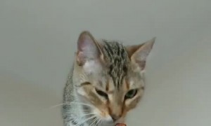 Acrobatic cat chills out on top of door
