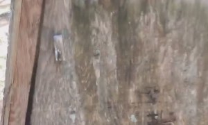 Spiders Overtake the Outhouse