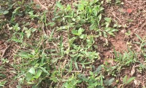 Hidden Tarantula in Backyard Hole
