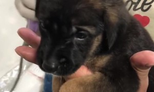 Puppy remarkably calm for blow drier after first bath