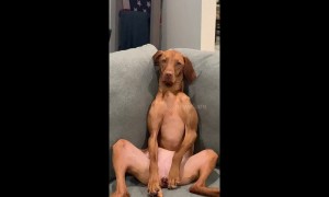 Cosy dog casually chills out on couch like a human