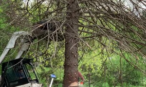 Squirrel Flies from Falling Tree