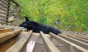 Bear Climbs Balcony to Say Hello