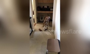 Cat vs dog in the ultimate tug of war