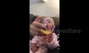 California baby really wants a drink of dad's mimosa