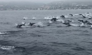Witnessing Dozens Upon Dozens of Dolphins