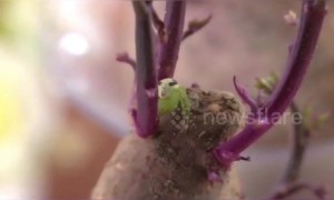 Spider with alien-like face on back spotted in woman's house in China