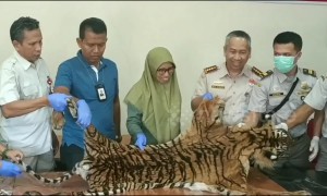 Indonesian government officials intercept package containing tiger skin at airport