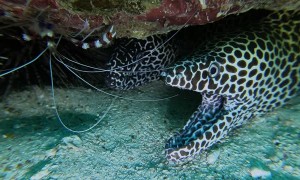Pair of Moray Eels Smile Under the Sea