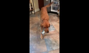 Genius dog gets cold beer from fridge, throws away empty can and is best friend ever