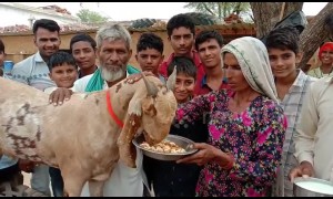 Meet the £100,000 goat with the words for 'Allah' and 'Mohammed' marked on his fur