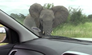 A battle for territory! 'Angry' elephants warn tourists' vehicles to stay off road in South Africa