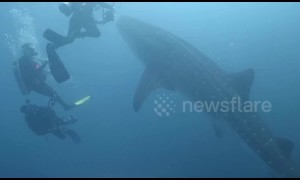 Divers have amazing encounter with hungry whale shark off Indonesia