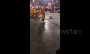 Fearless dog squares up to lion dancers during celebrations in Vietnam