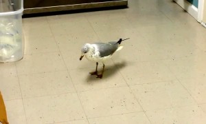 Watch this seagull hilariously tap dance on command