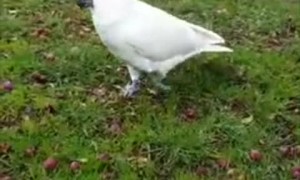 Cheeky Cockatoo Climbs All Over Car