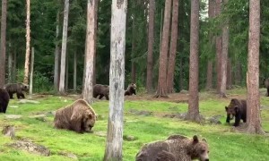 A Bunch of Brown Bears