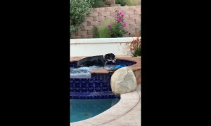 Pampered dog sneaks off to enjoy hot tub while human is away