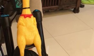 Better Than a Bike Horn