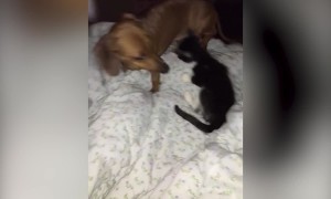 Kitten and Dog Play Together