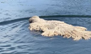 Adorable Dog Keeps Cool in the River