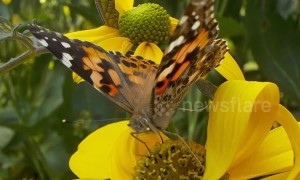 Britons urged to help count influx of painted ladies butterflies