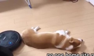 Lazy corgi totally unfazed by intruding robot vacuum
