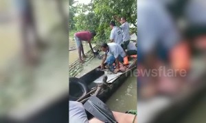 Indian forest rangers rescue rhino calf from drowning in flash flood