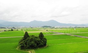 This forest in Japan looks just like a cat