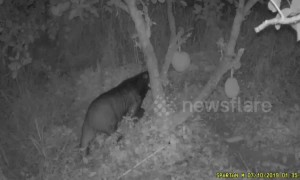 Cheeky wild bear caught in cage after stealing farmer's fruit