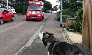 Alaskan Malamute waits for ice cream truck every single day