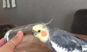Cute parrot looks so happy when he is singing