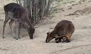 Drought Brings Unlikely Friends Together
