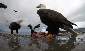 Eagle Snags and Soars with Camera