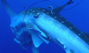 Massive Whale Shark crashes into diver in the Atlantic Ocean
