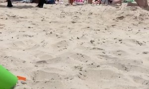 Don't Touch The Horses