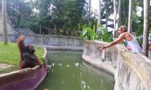 Clever orangutan makes a fair trade with human