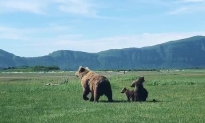 Cubs Copy Mother Bear