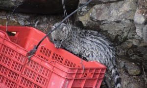 Indian officials pull civet cat out of 35-foot well in marathon rescue operation