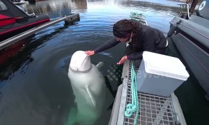 There is a celebrity in town! 'Russian spy' whale settles down in Norwegian neighbourhood