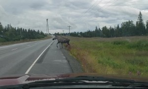 Near Miss with a Moose on Alaskan Highway