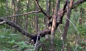Tree Climbing Adventure Corgis